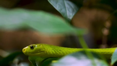 A green mamba crawling  Stock Footage 263599420
