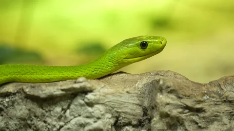 A green mamba crawling Stock Footage 263891994