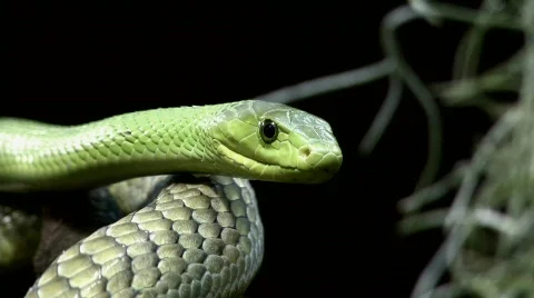 Green mamba Stock Footage 631764