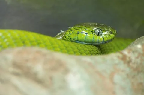 Green mamba Stock Photos
