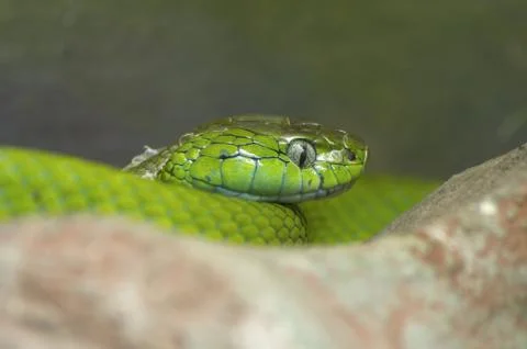 Green mamba Stock Photos