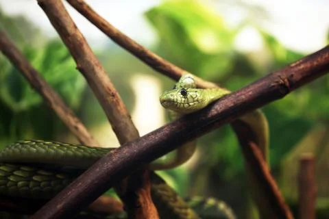 Green mamba Stock Photos