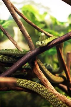 Green mamba Stock Photos