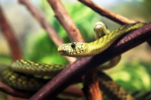Green mamba Stock Photos