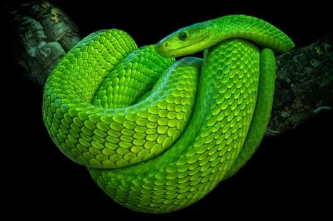 Green mamba Stock Photos