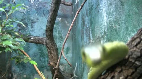 Green Mamba Snake Stock Footage 10580442