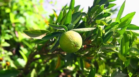 Green mandarin Stock Footage 42062940