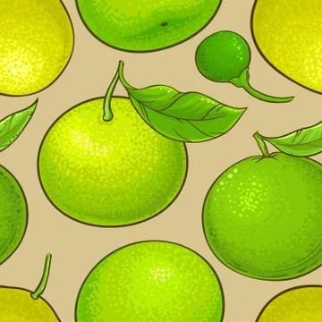 Green mandarin fruit vector pattern on  white background Stock Illustration