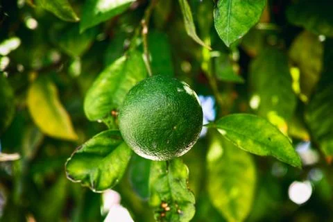Green mandarin growing on the tree. Stock Photos