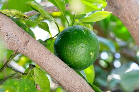 Green Mandarin hanging on the tree Stock Photos