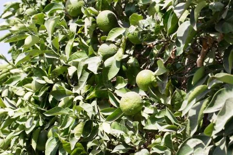Green Mandarin hanging on the tree Stock Photos