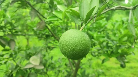 Green mandarin orange, also known as mandarin or mandarine, is a small citr.. Stock Footage 245731843