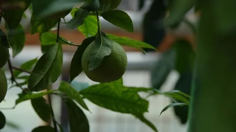 Green mandarin Stock Photos