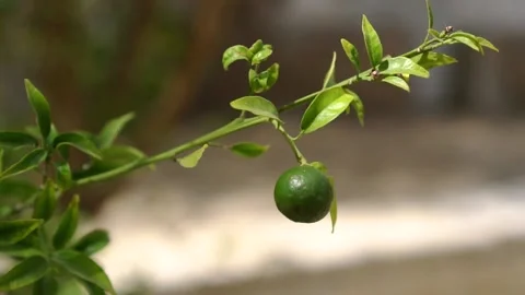 Green Mandarin On A Tree Stock Footage 161107678