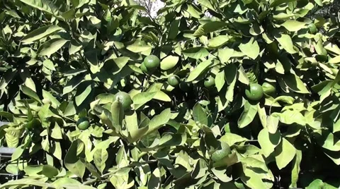Green mandarins on tree Stock Footage 32755900