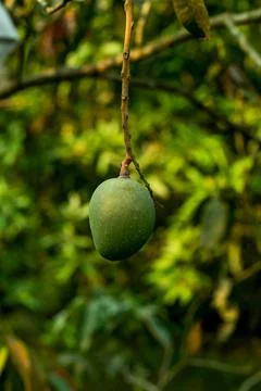 Green mango bumper yield of one Thai variety of red color mango Foto stock