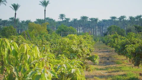 A green mango field bordered by tall palm trees under a clear blue sky. Stock Footage 307350388