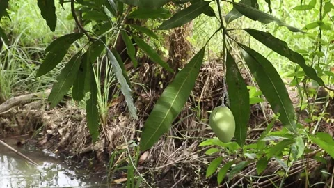 Green Mango Fruit with Branches and Leaves Stock Footage 240824269