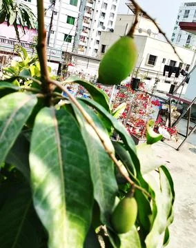 Green Mango Fruit with Branches and Leaves Isolated. Foto stock