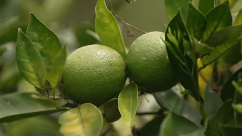 Green Mango Fruit Growing on Tree Kenya Farm Stock Footage 333217152