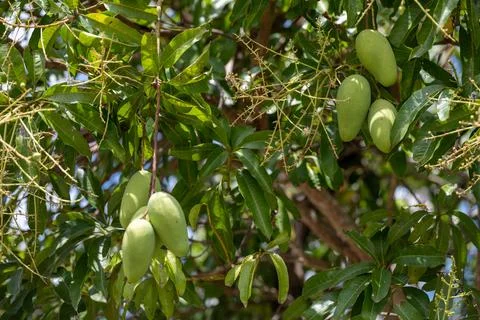 Green mango fruit growing on tree in Krabi Stock Photos