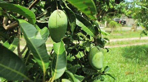 Green mango fruit hanging on a mango tree 스톡 동영상 64291845
