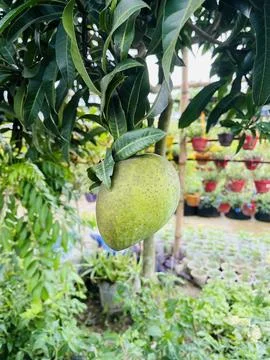 Green Mango Fruit Hanging on Tree Branch with Lush Foliage unripe Foto stock