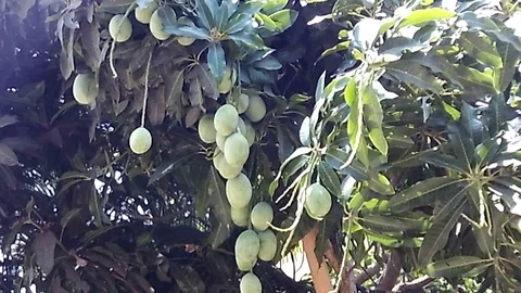 Green mango fruit on the mango tree Stock Footage 119808575