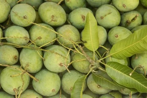 Green mango fruit Stock Photos