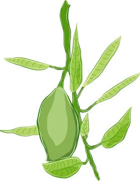 The green mango fruit rests on the branches of the mango tree. Stock Illustration