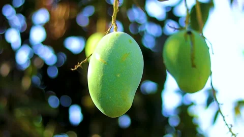 Green mango fruit on the tree Stock Footage 285836223