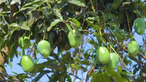 Green mango fruit on the tree Stock Footage 285836224