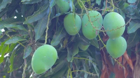 Green mango fruit on the tree Stock Footage 285836225