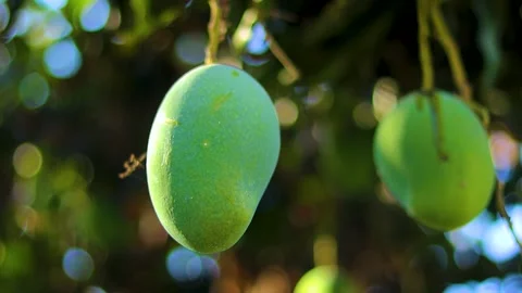 Green mango fruit on the tree Stock Footage 285836230