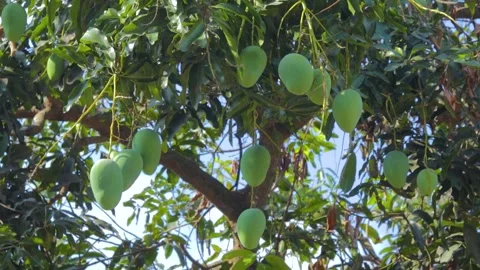 Green mango fruit on the tree Stock Footage 285836392