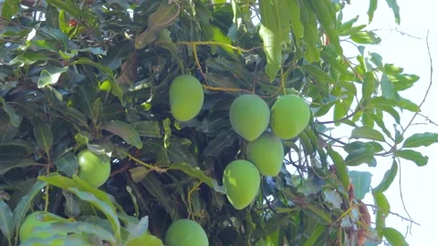 Green mango fruit on the tree Stock Footage 285836599