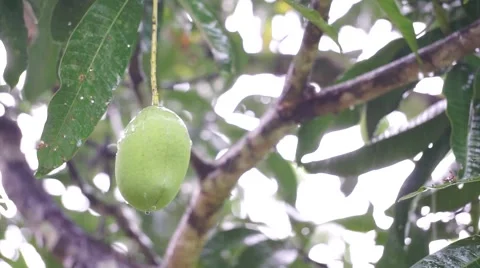 Green mango fruit under heavy rain in tropical setup Stock Footage 50588494