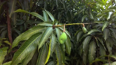 Green Mango Fruits are Ripening Stock Footage 166330255