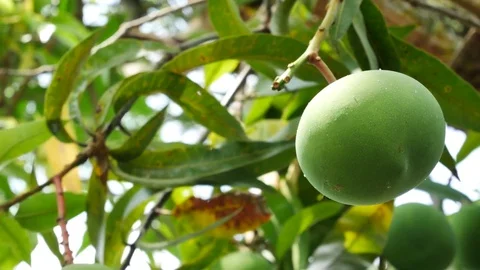 Green mango fruits on the tree. Видео 78223146