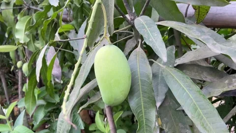 Green Mango Growth on Tree Tropical Organic Fruit Harvest Footage 스톡 동영상 335185945