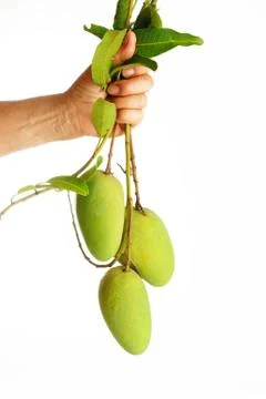 Green mango in hand Stock Photos