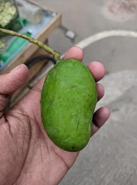 A green mango on hand Stock Photos