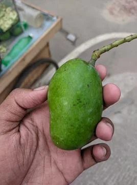 A green mango on hand Stock Photos