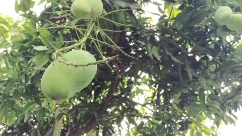 Green mango hanging among mango leaf Video stock 219978108