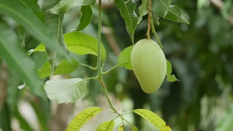 Green mango hanging on a leafy tree with lush green foliage blurred in the backg Stock Footage 342334887