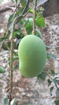 Green  Mango Hanging in the Mango Tree Foto stock