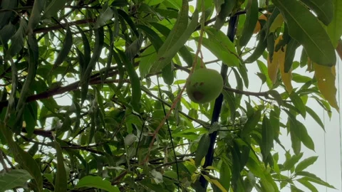 Green mango hanging on tree branch with lush leaves Stock-Footage 346562581