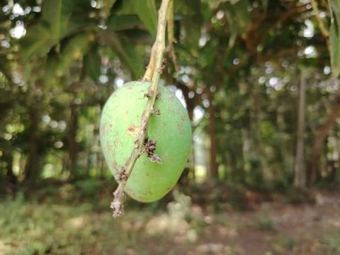 A green mango hanging from a tree branch with ants on it in a natural outdo.. Stockfoto's