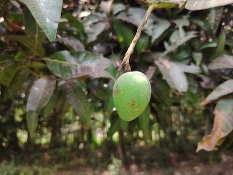 Green mango hanging from a tree branch with leaves  tropical fruit in natur.. 写真素材