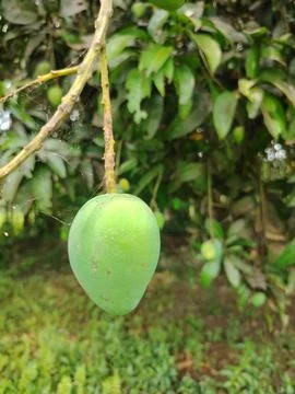 Green mango hanging from a tree branch in a lush garden with leaves and gra.. 写真素材